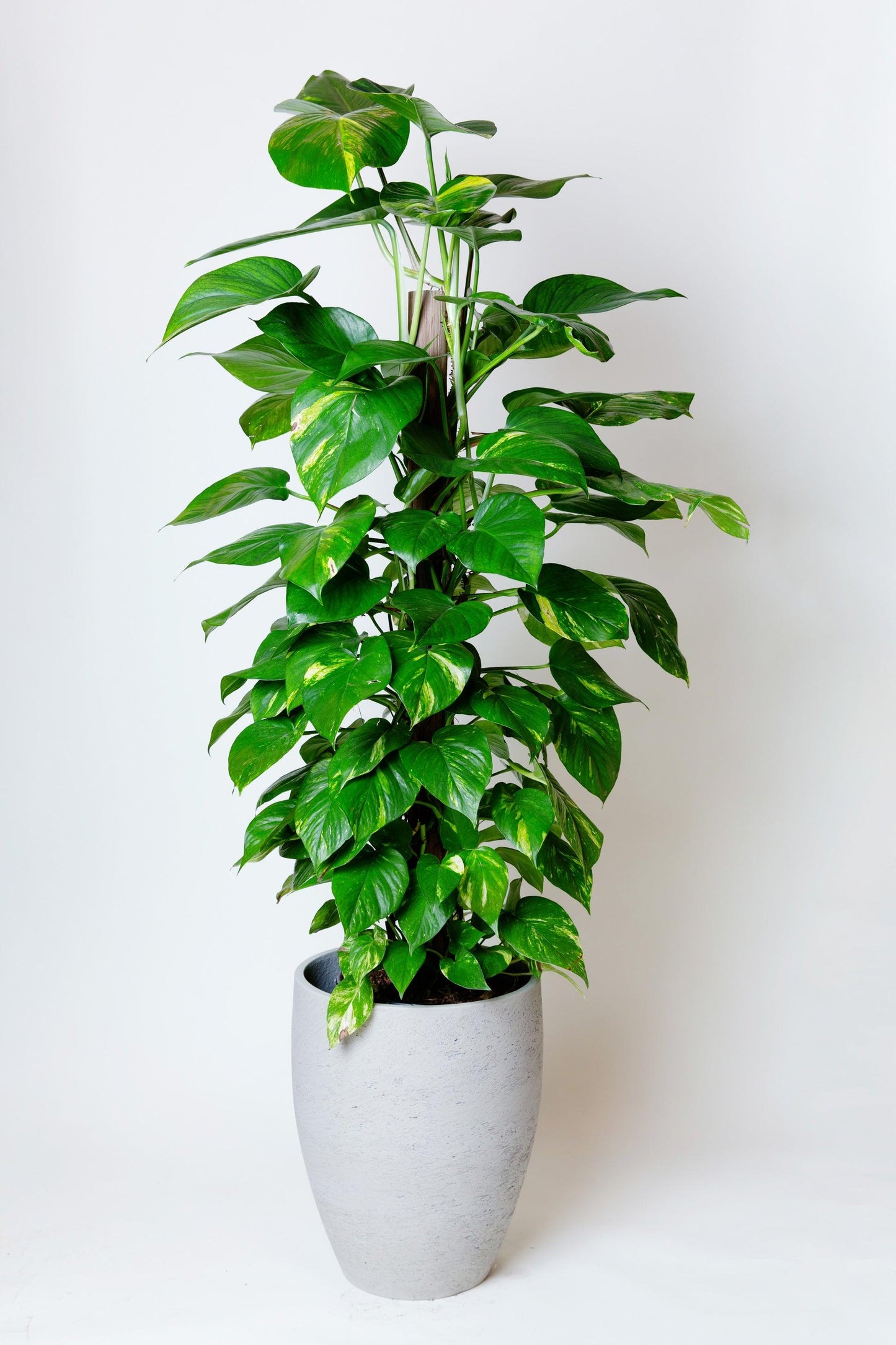 Pothos Golden - View 15 from www redcrocus com