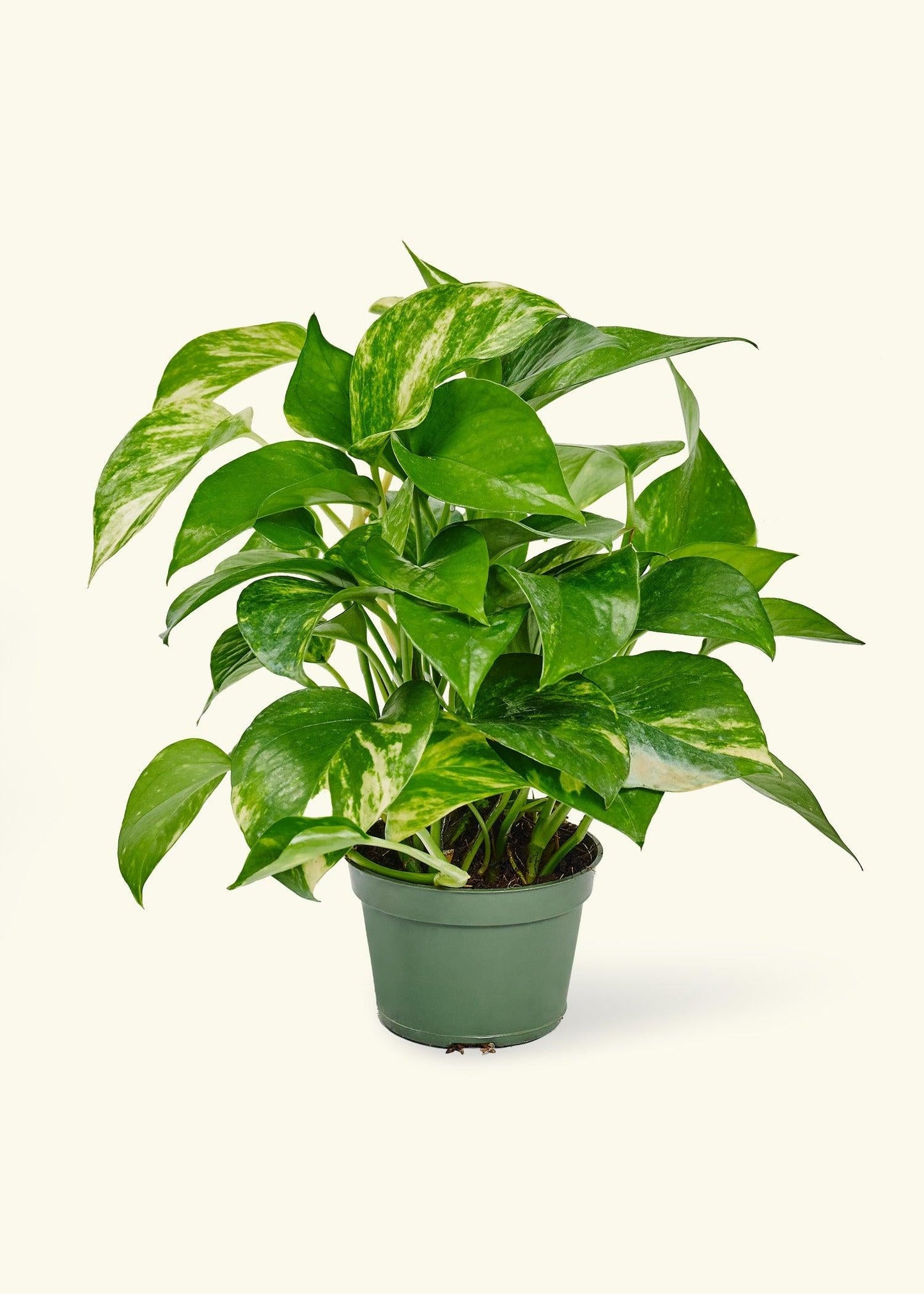 Pothos Golden - View 17 from www redcrocus com