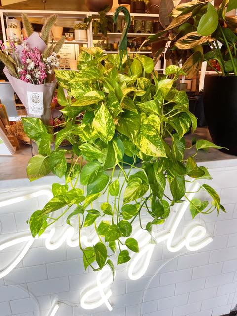 Pothos Golden - View 18 from www redcrocus com
