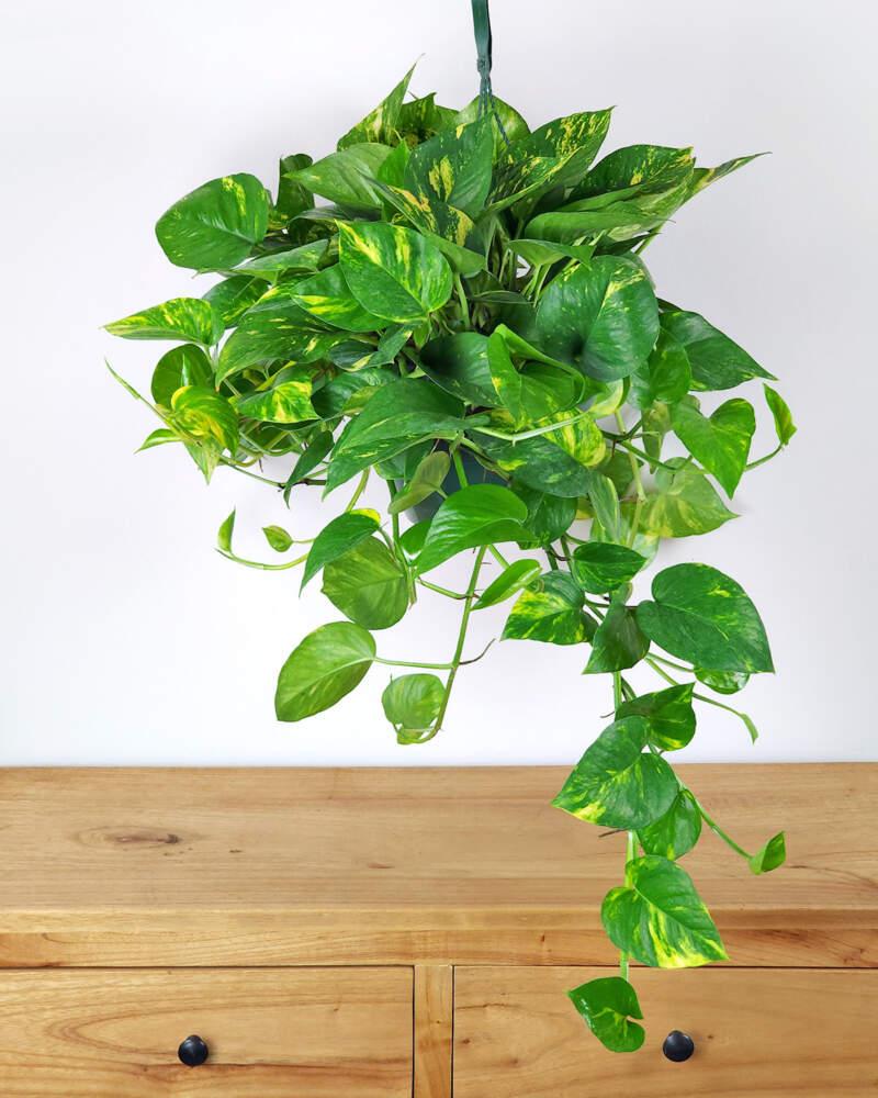Pothos Golden - View 19 from www redcrocus com