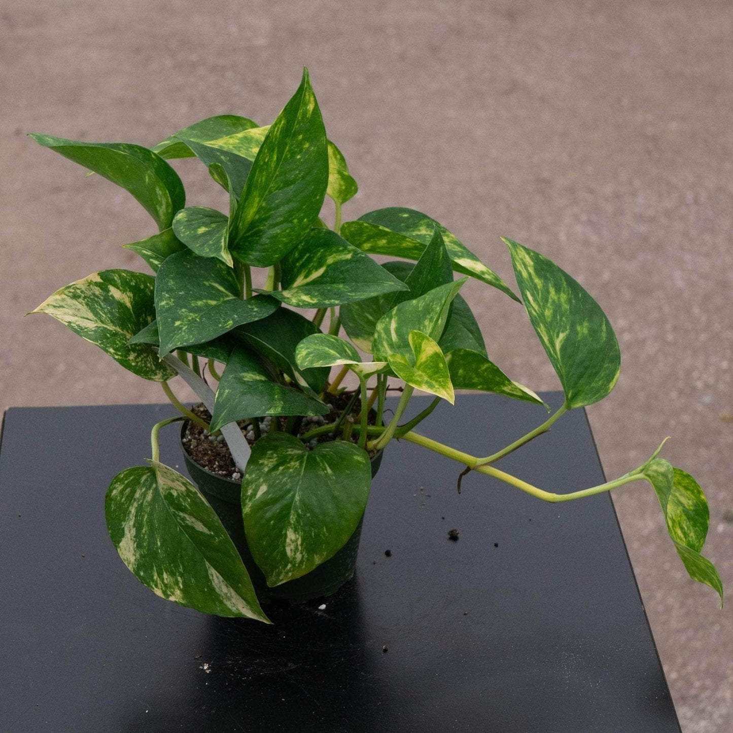 Pothos Golden - View 22 from www redcrocus com
