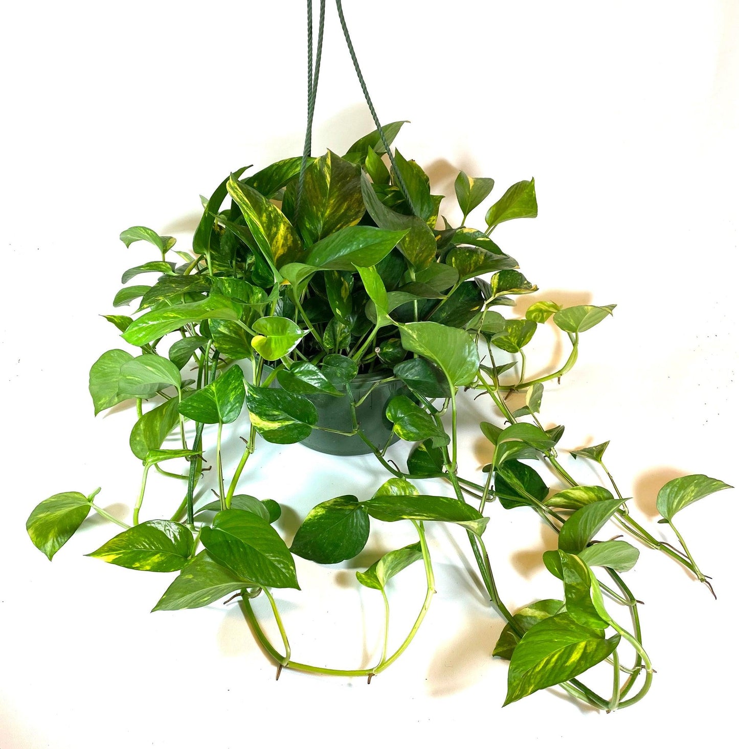 Pothos Golden - View 23 from www redcrocus com