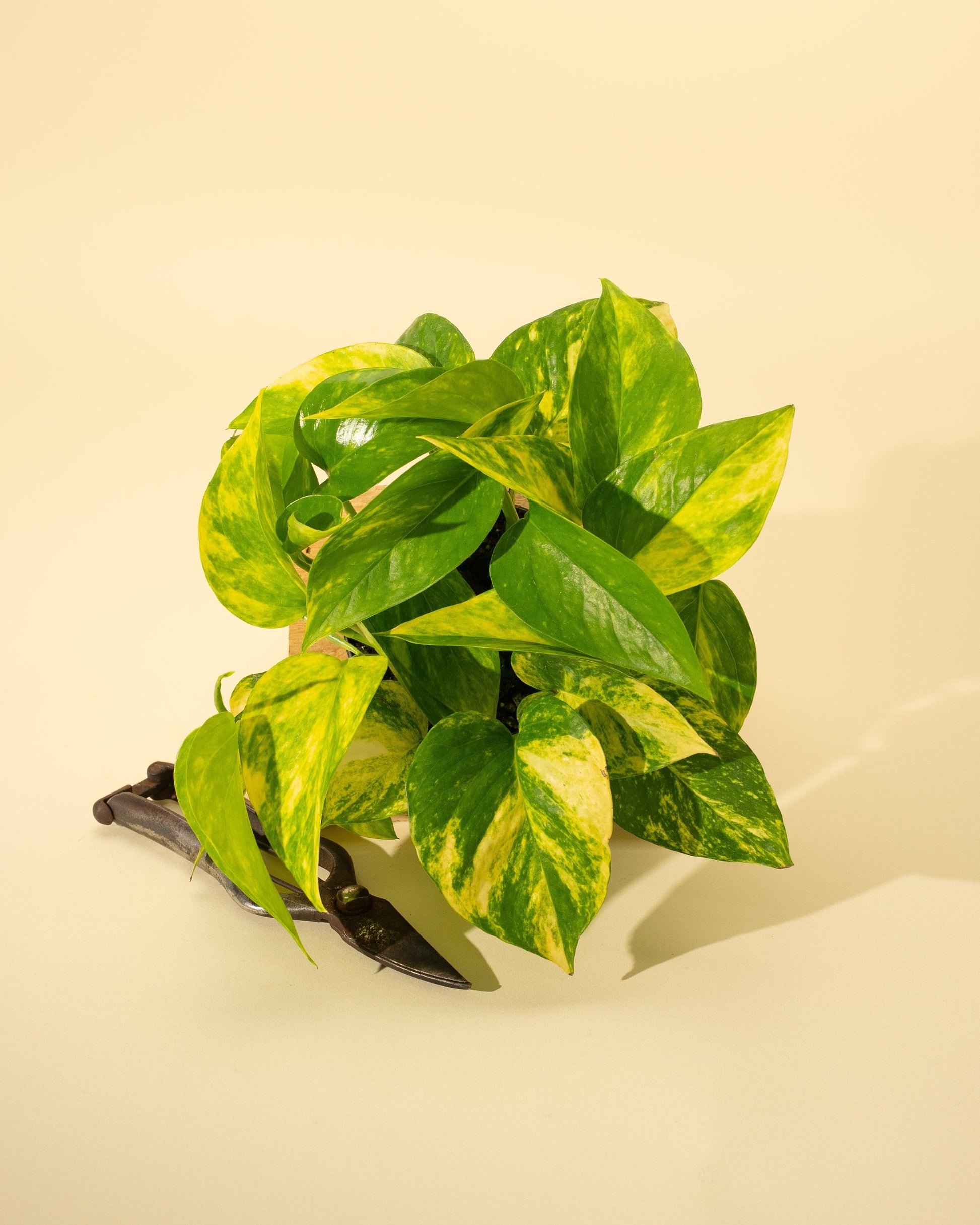 Pothos Golden - View 25 from www redcrocus com