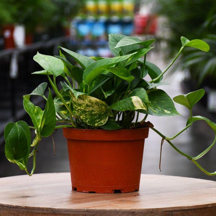 Pothos Golden - View 26 from www redcrocus com