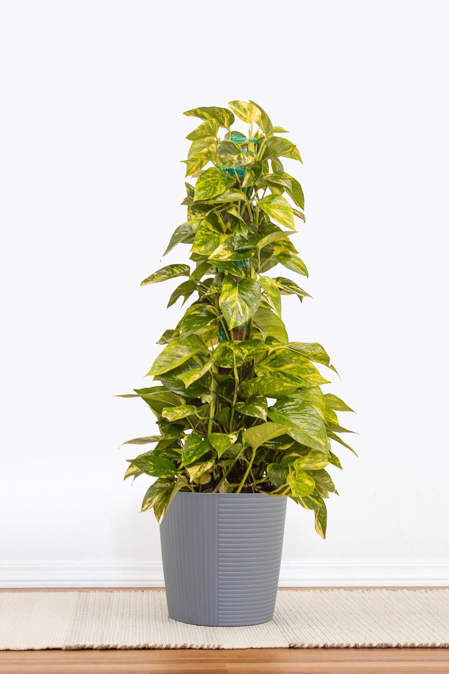 Pothos Golden - View 27 from www redcrocus com