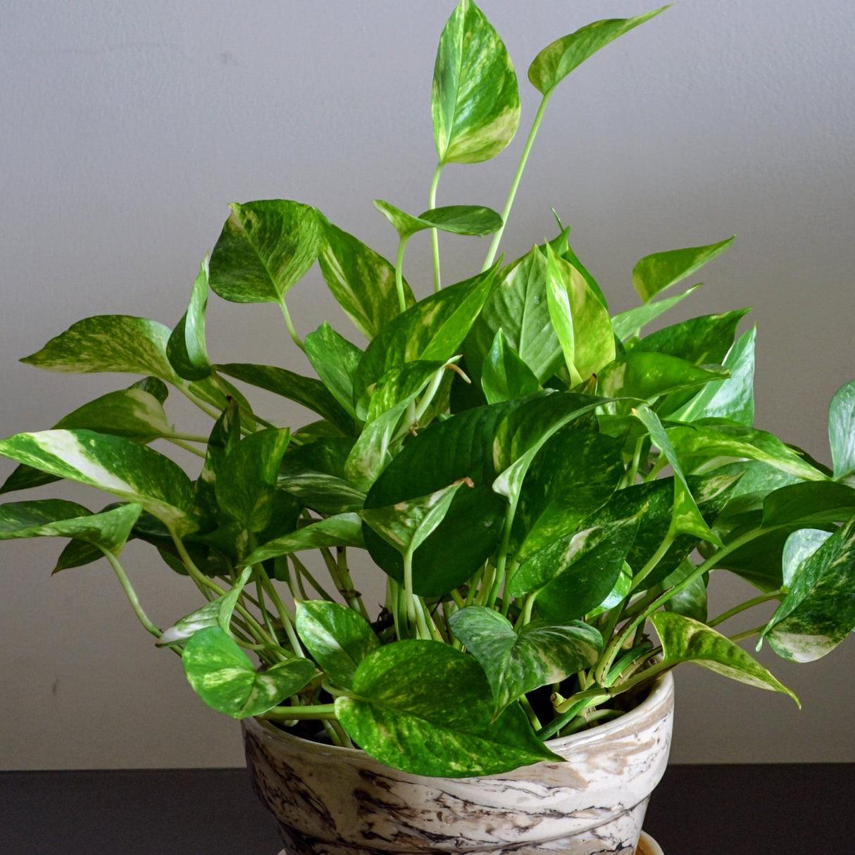 Pothos Golden - View 28 from www redcrocus com