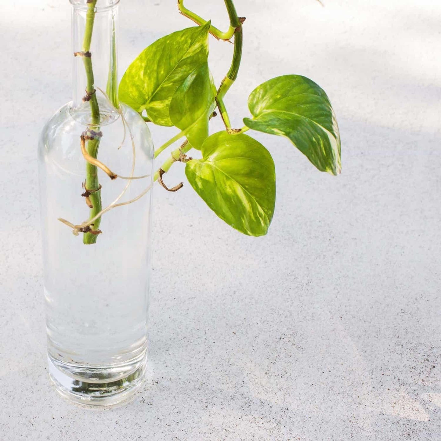 Pothos Golden - View 29 from www redcrocus com