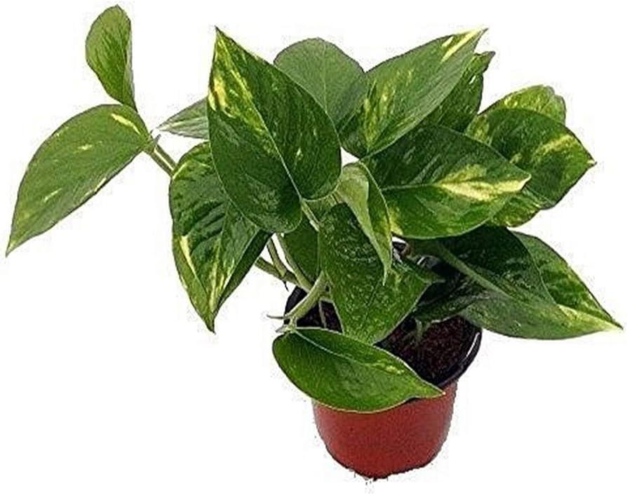 Pothos Golden - View 30 from www redcrocus com