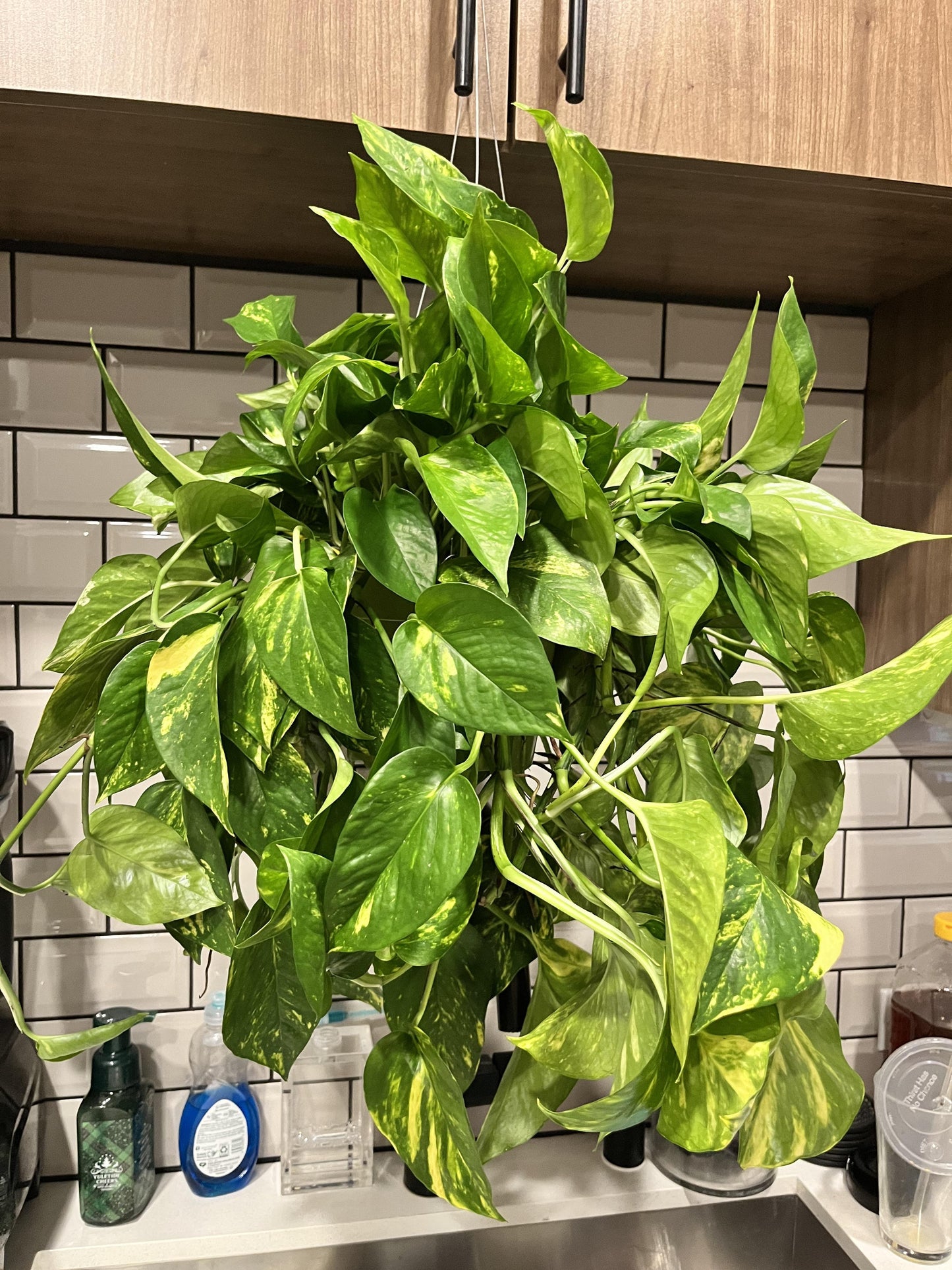Pothos Golden - View 31 from www redcrocus com