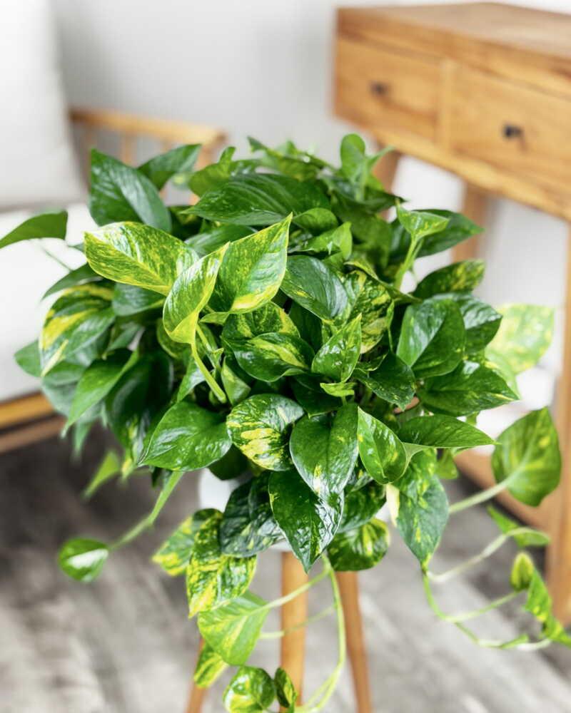Pothos Golden - View 4 from www redcrocus com