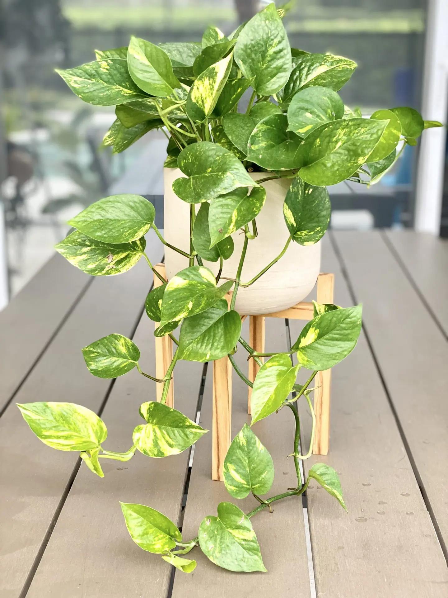 Pothos Golden - View 5 from www redcrocus com