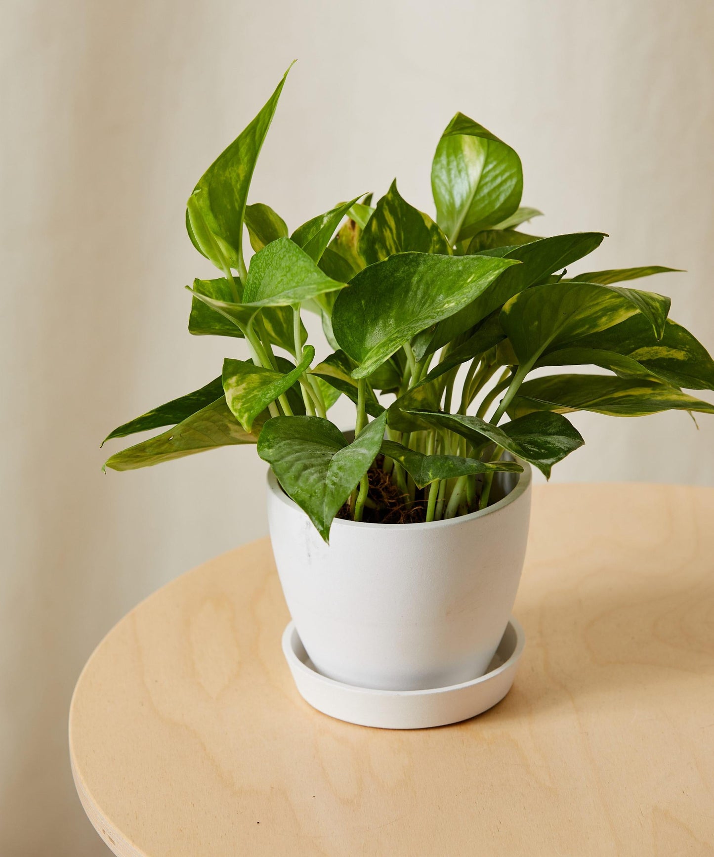 Pothos Golden - View 6 from www redcrocus com