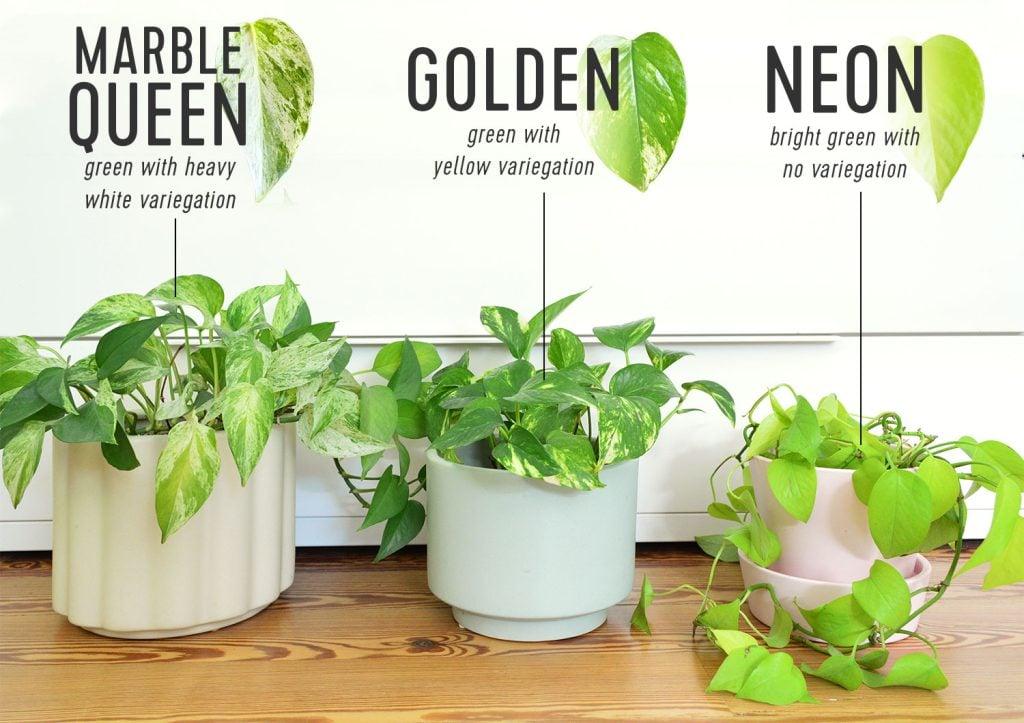 Pothos Golden - View 8 from www redcrocus com