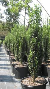 RedCrocus Sky Pencil Japanese Holly (Ilex crenata) – Narrow Columnar Evergreen for Hedges, Containers & Entryways – Live Plant  1 Gallon Nursery Pot