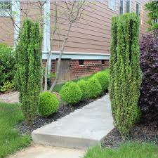 RedCrocus Sky Pencil Japanese Holly (Ilex crenata) – Narrow Columnar Evergreen for Hedges, Containers & Entryways – Live Plant  1 Gallon Nursery Pot