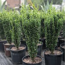 RedCrocus Sky Pencil Japanese Holly (Ilex crenata) – Narrow Columnar Evergreen for Hedges, Containers & Entryways – Live Plant  1 Gallon Nursery Pot