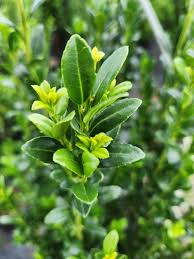 RedCrocus Sky Pencil Japanese Holly (Ilex crenata) – Narrow Columnar Evergreen for Hedges, Containers & Entryways – Live Plant  1 Gallon Nursery Pot