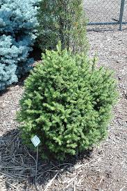 RedCrocus Sherwood Compact Norway Spruce Live Plant - Picea abies 'Sherwood Compact' Dwarf Evergreen Conifer, Cold Hardy, Low Maintenance, Full Sun, Zones 3-7  6 Gallon Nursery Pot