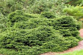 RedCrocus Sherwood Compact Norway Spruce Live Plant - Picea abies 'Sherwood Compact' Dwarf Evergreen Conifer, Cold Hardy, Low Maintenance, Full Sun, Zones 3-7  6 Gallon Nursery Pot