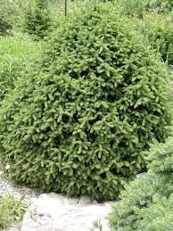 RedCrocus Sherwood Compact Norway Spruce Live Plant - Picea abies 'Sherwood Compact' Dwarf Evergreen Conifer, Cold Hardy, Low Maintenance, Full Sun, Zones 3-7  6 Gallon Nursery Pot