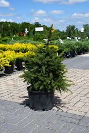RedCrocus Sherwood Compact Norway Spruce Live Plant - Picea abies 'Sherwood Compact' Dwarf Evergreen Conifer, Cold Hardy, Low Maintenance, Full Sun, Zones 3-7  6 Gallon Nursery Pot
