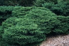 RedCrocus Sherwood Compact Norway Spruce Live Plant - Picea abies 'Sherwood Compact' Dwarf Evergreen Conifer, Cold Hardy, Low Maintenance, Full Sun, Zones 3-7  6 Gallon Nursery Pot