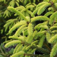 RedCrocus Sherwood Compact Norway Spruce Live Plant - Picea abies 'Sherwood Compact' Dwarf Evergreen Conifer, Cold Hardy, Low Maintenance, Full Sun, Zones 3-7  6 Gallon Nursery Pot