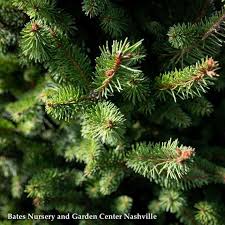 RedCrocus Sherwood Compact Norway Spruce Live Plant - Picea abies 'Sherwood Compact' Dwarf Evergreen Conifer, Cold Hardy, Low Maintenance, Full Sun, Zones 3-7  6 Gallon Nursery Pot