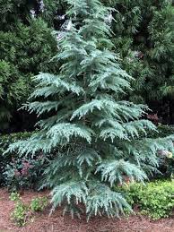 RedCrocus Cedrus deodara 'Sun Mist' Live Plant - Golden Deodar Cedar, Compact Weeping Evergreen, Four-Season Landscape Specimen  5 Gallon Nursery Pot