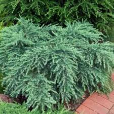 RedCrocus Cedrus deodara 'Sun Mist' Live Plant - Golden Deodar Cedar, Compact Weeping Evergreen, Four-Season Landscape Specimen  5 Gallon Nursery Pot