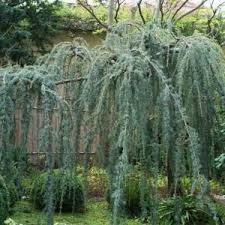 RedCrocus Cedrus deodara 'Sun Mist' Live Plant - Golden Deodar Cedar, Compact Weeping Evergreen, Four-Season Landscape Specimen  5 Gallon Nursery Pot