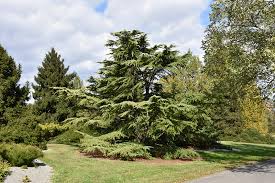 RedCrocus Cedrus deodara 'Sun Mist' Live Plant - Golden Deodar Cedar, Compact Weeping Evergreen, Four-Season Landscape Specimen  5 Gallon Nursery Pot