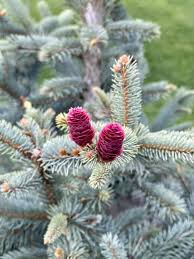 RedCrocus Picea pungens 'Grateful Blue' — Colorado Blue Spruce Live Plant, Silver‑Blue Evergreen Conifer, Narrow Pyramidal Form, Cold‑Hardy, Full Sun Landscape Tree  1 Gallon Nursery Pot