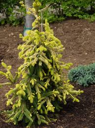 RedCrocus Picea abies 'Gold Drift' Live Plant – Golden Weeping Norway Spruce, Ornamental Evergreen Conifer for Landscapes  7 Gallon Nursery Pot