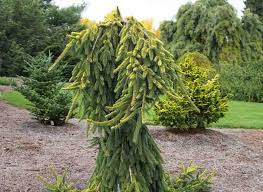 RedCrocus Picea abies 'Gold Drift' Live Plant – Golden Weeping Norway Spruce, Ornamental Evergreen Conifer for Landscapes  7 Gallon Nursery Pot