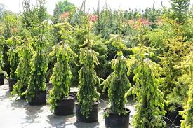 RedCrocus Picea abies 'Gold Drift' Live Plant – Golden Weeping Norway Spruce, Ornamental Evergreen Conifer for Landscapes  7 Gallon Nursery Pot