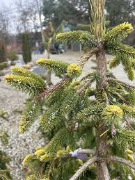 RedCrocus Picea abies 'Gold Drift' Live Plant – Golden Weeping Norway Spruce, Ornamental Evergreen Conifer for Landscapes  7 Gallon Nursery Pot