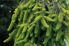 RedCrocus Picea abies 'Gold Drift' Live Plant – Golden Weeping Norway Spruce, Ornamental Evergreen Conifer for Landscapes  7 Gallon Nursery Pot
