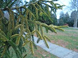 RedCrocus Skylands Oriental Spruce (Picea orientalis 'Skylands') – Golden Evergreen Conifer, Deer Resistant, Full Sun, Hardy Zones 4-7, Live Landscape Tree  15 Gallon Nursery Pot