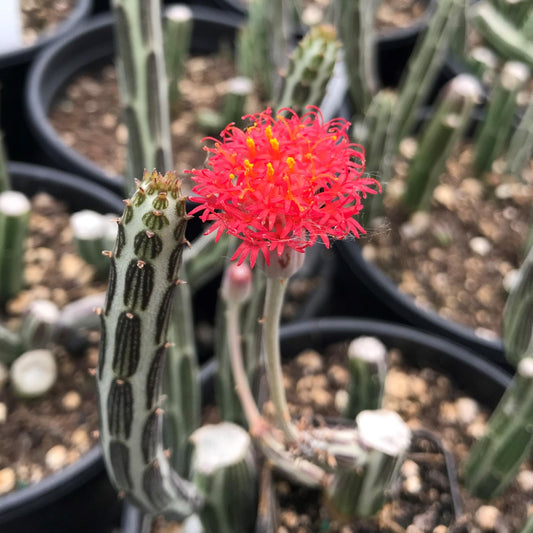 Succulent Senecio Stap  Pickle Plant - View 11 from www redcrocus com