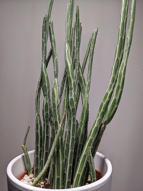 Succulent Senecio Stap  Pickle Plant - View 12 from www redcrocus com