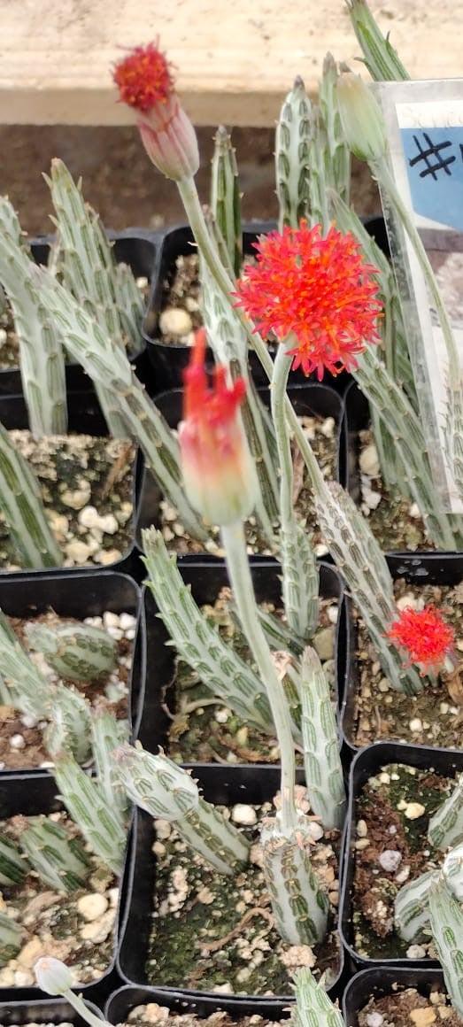 Succulent Senecio Stap  Pickle Plant - View 14 from www redcrocus com