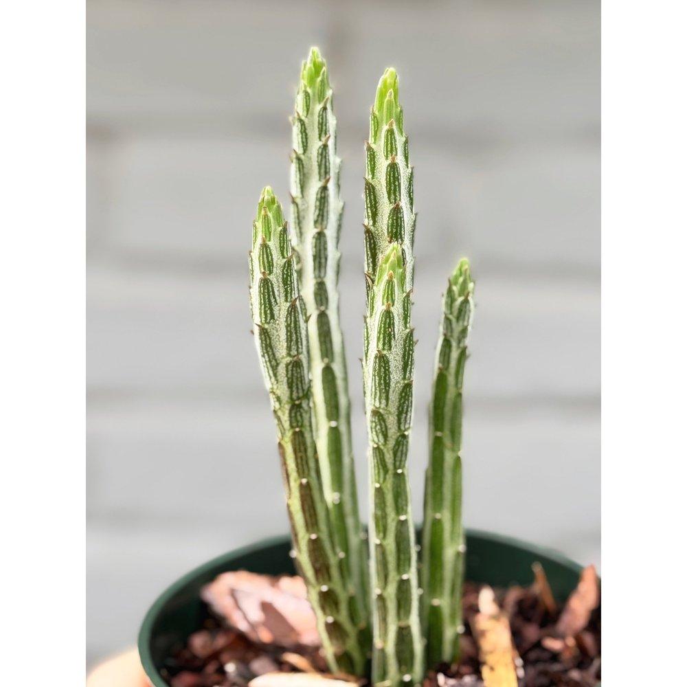 Succulent Senecio Stap  Pickle Plant - View 15 from www redcrocus com