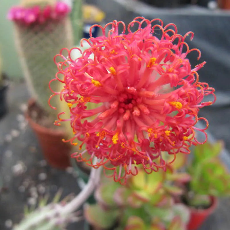 Succulent Senecio Stap  Pickle Plant - View 18 from www redcrocus com