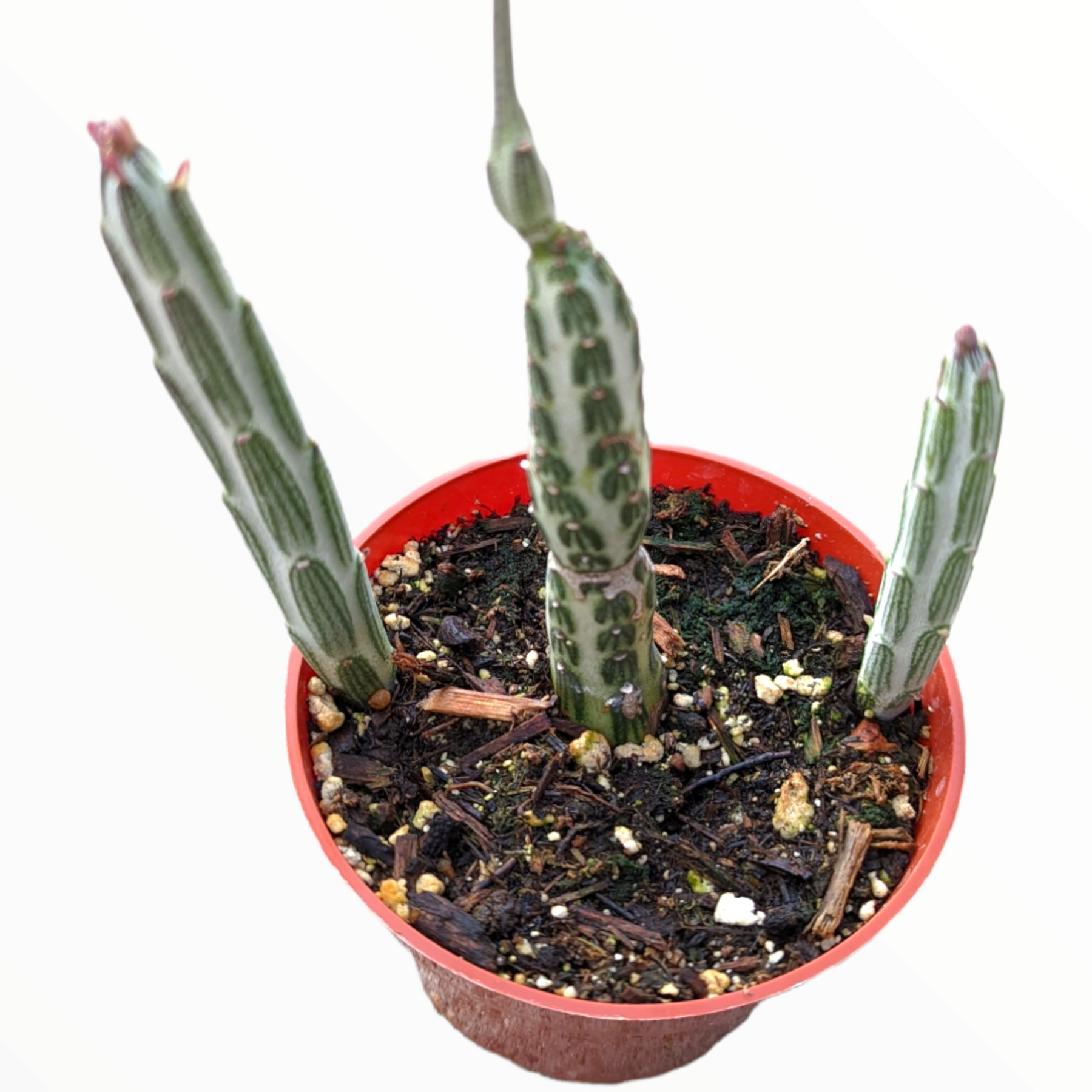 Succulent Senecio Stap  Pickle Plant - View 21 from www redcrocus com