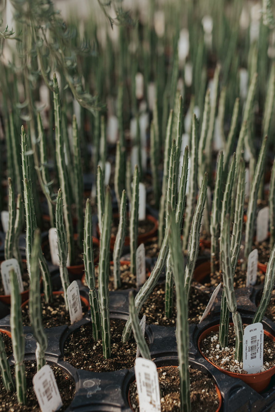 Succulent Senecio Stap  Pickle Plant - View 24 from www redcrocus com