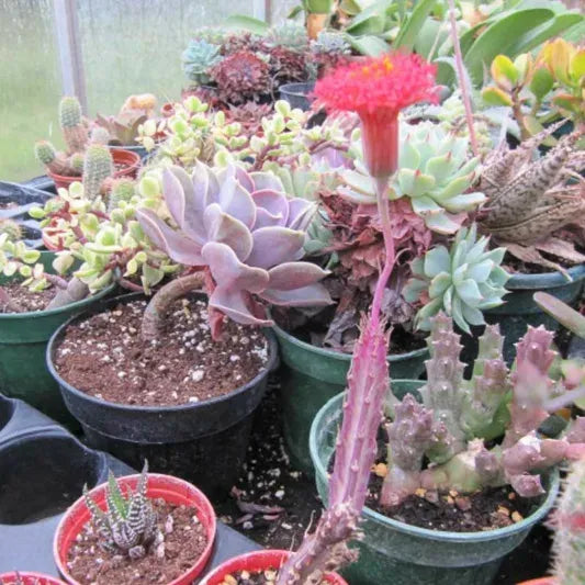 Succulent Senecio Stap  Pickle Plant - View 26 from www redcrocus com