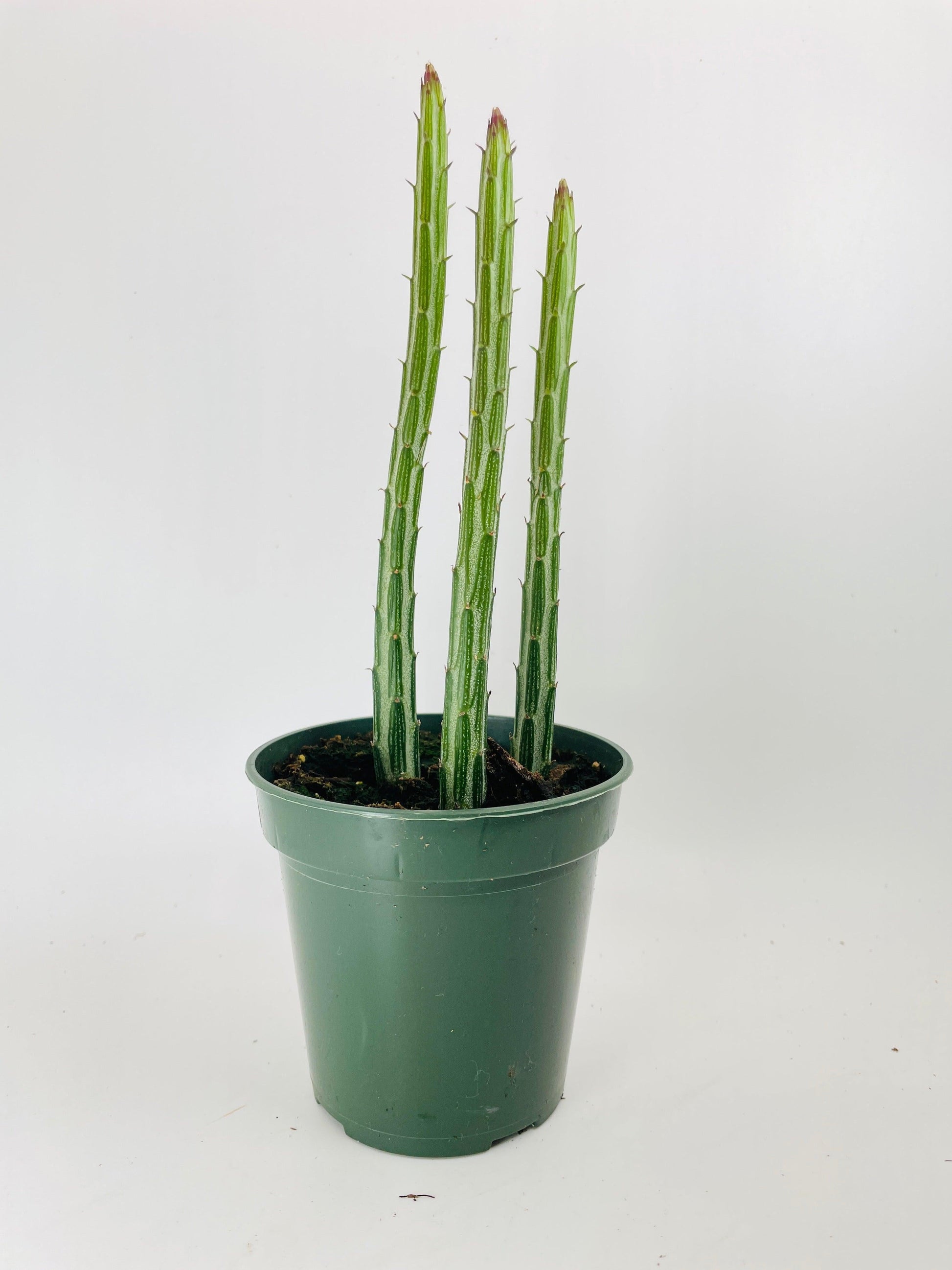 Succulent Senecio Stap  Pickle Plant - View 27 from www redcrocus com