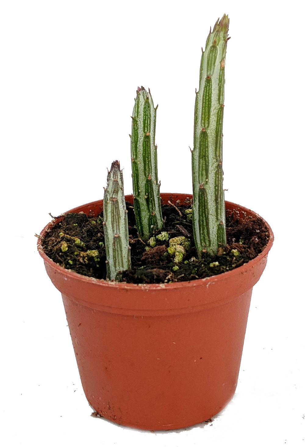 Succulent Senecio Stap  Pickle Plant - View 29 from www redcrocus com