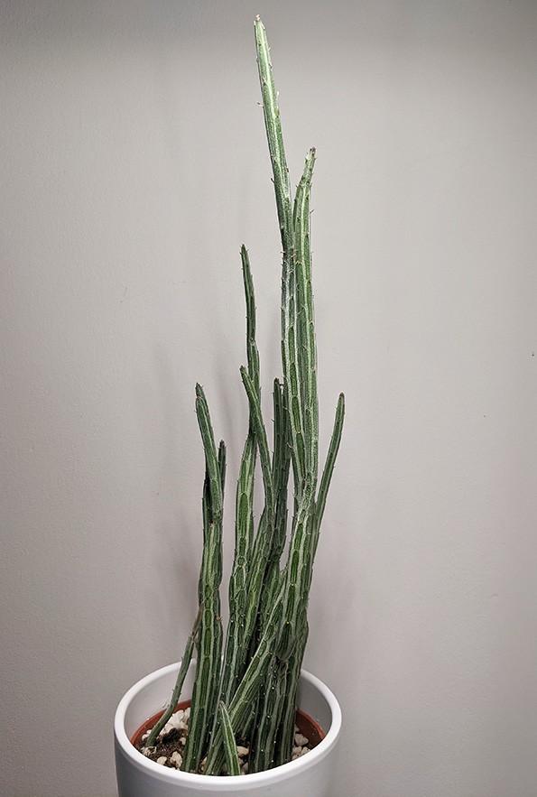 Succulent Senecio Stap  Pickle Plant - View 30 from www redcrocus com